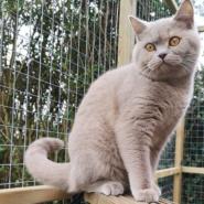 Catio - Enclosed cat play areas