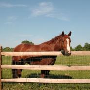 Equestrian Fencing