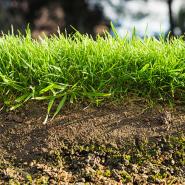Top Soils