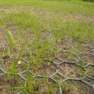 Grass Seed