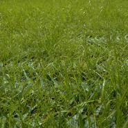 Grass Seed