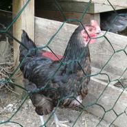 Plastic Coated Chicken Wire