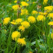 Herbicides