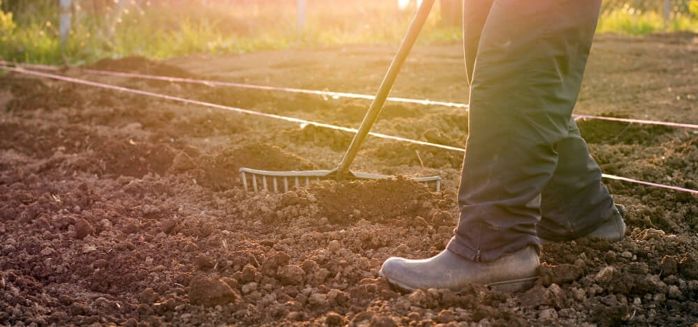 Raking soil to prepare for sowing wildflower seeds