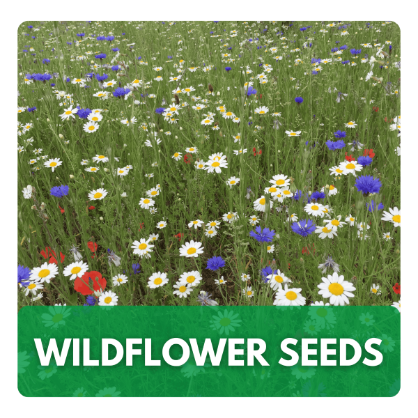 A flowering wildflower meadow displaying a mix of colourful blooms grown from seed.