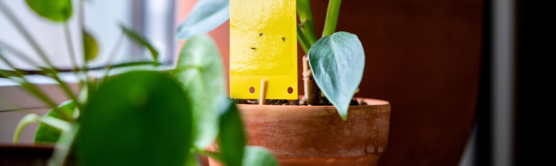 sticky fly trap catching gnats