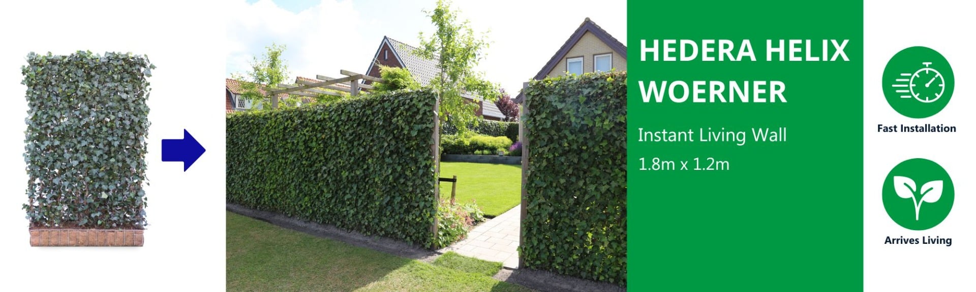 Hedera helix living wall on its own and shown installed in a garden setting 