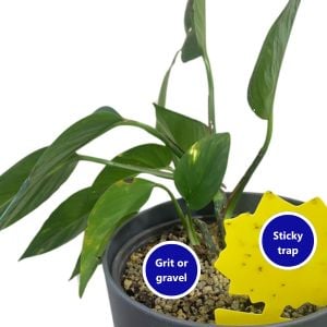 labelled houseplant with grit or gravel on top and sticky yellow fly trap