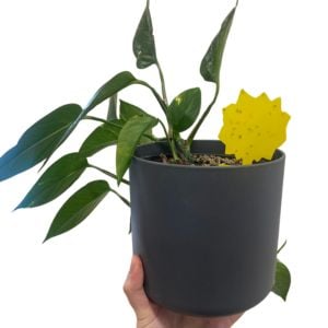How do I get rid of flies from my houseplants?