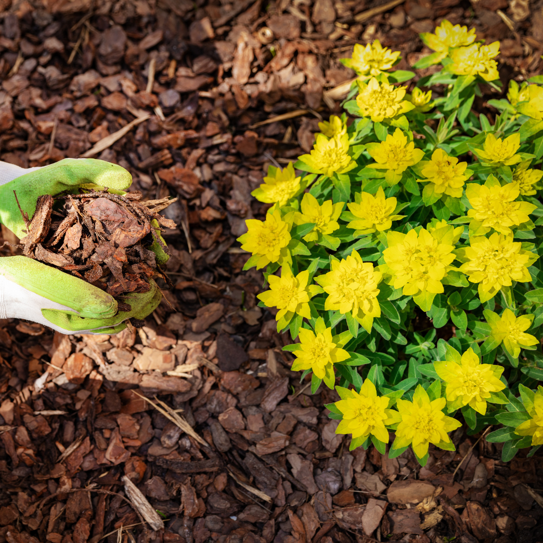 flower bed