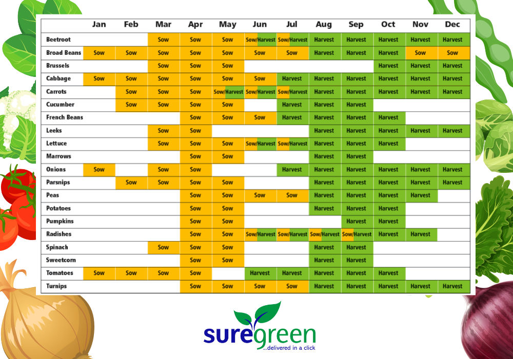 Vegetable Garden Timetable Fasci Garden